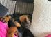 Urgent home