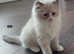Handsome Ragdoll STUD available for STUD SERVICES ONLY (Registered)