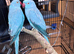 Blue Indian ring neck