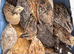 Coturnix quail chicks