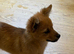 Papillon x Chihuahua Puppies