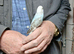 Young budgies