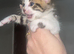 Last female left blue eyes bengal