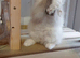 Ragdoll kitten, Available Girl