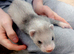 12 Baby Ferrets