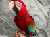 Stunning HandReared Hand Tame Talking Greenwing Macaw