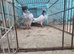 Pairs of pakistani hihhfliers for sale
