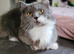 Munchkin cross Ragdoll Kittens