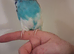 Hand tame exhibition male budgie