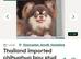 chocolate tri long coat chihuahua puppies
