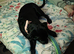Puppy for sale