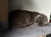 Rescue Yuna needs a loving family