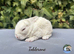 Pure bred Mini Plush lops