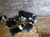 Beautiful Pedigree Border Collie Puppies