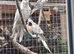12 week old white face pieds and albino cockatiels far sale