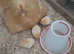 Chicks buff Orpington