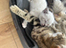 Beautiful Blue Lynx Point ragdoll cross Kittens for Sale