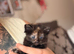 Beautiful long coat tortoise shell kitten