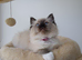 GCCF Ragdoll Kittens