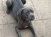 9 month old cane corso bitch