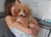 Female cockapoo