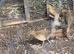 Golden pheasant
