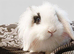 Mini lion lop