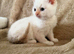 Ragdoll x