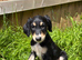 Beautiful KC registered puppies