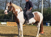 Cob x Thoroughbred Mare