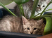 Silver Russian Maine Coon Kitten x British Shorthair