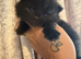 4 chunky Bsh kittens