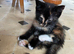 Kittens ready for their new home.