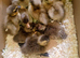 8 x FEMALE Indian Runner Ducklings