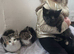 Domestic short hairs 10 weeks old kittens- 1 boy 2 girls
