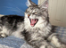 Maine Conn kittens 