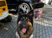 ONLY TWO GIRLS LEFT !!!! BEAUTIFUL LITTER OF GERMAN SHEPHERD PUPPIES