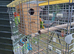 Pair of Pure Bred Fischers Love Birds and Cage