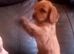F1b cockapoo puppies
