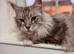 Maine coon female neutered