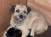 Stunning pure bred border terrier pup remaining
