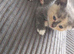 7 healthy bsh Cross kittens ready now