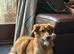 7 month Collie x Welsh Sheep Dog Looking for Forever Home