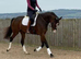 Darcy superb youngster with amazing qualities.