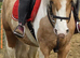 Sold subject to collection. Stunning lemon and white 3 yr old filly.