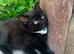 Kittens for sale