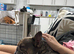Frenchie for rehoming/ sale 1yr 9mo