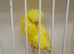 Exposition Budgies