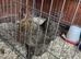 1 year old female Bantam