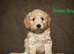 Gorgeous F1 Cockapoo puppies